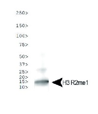 H3R2me1 | Histone H3 (monomethylated Arg2) in the group Antibodies Plant/Algal / DNA/RNA/Cell Cycle / Epigenetics/DNA methylation at Agrisera AB (Antibodies for research) (AS16 3167)
